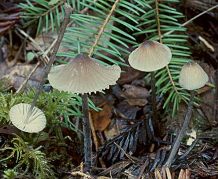 Mycena galopus